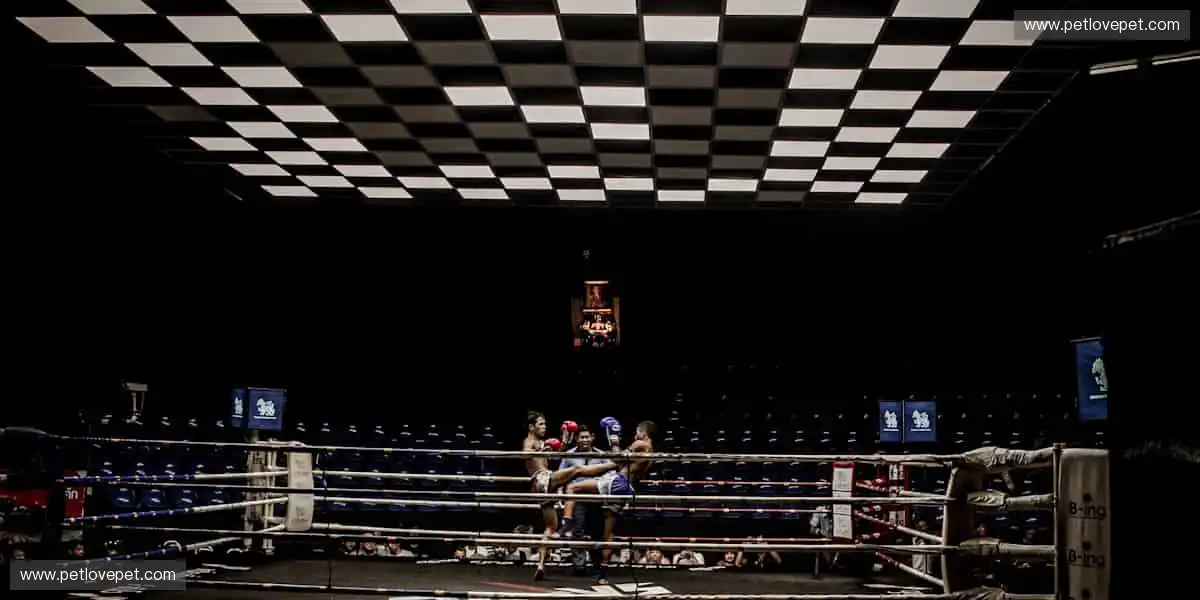 用装备定义实力,让每个动作都无可挑剔!🎾